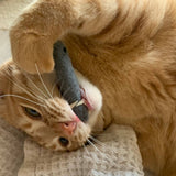 Organic Catnip Infused Wool Sardines in a Tin