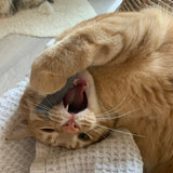 Organic Catnip Infused Wool Sardines in a Tin