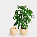 Large Planter, Pale Salmon