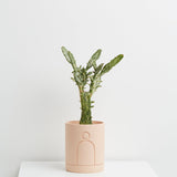 Capra Etch Planters, Salt