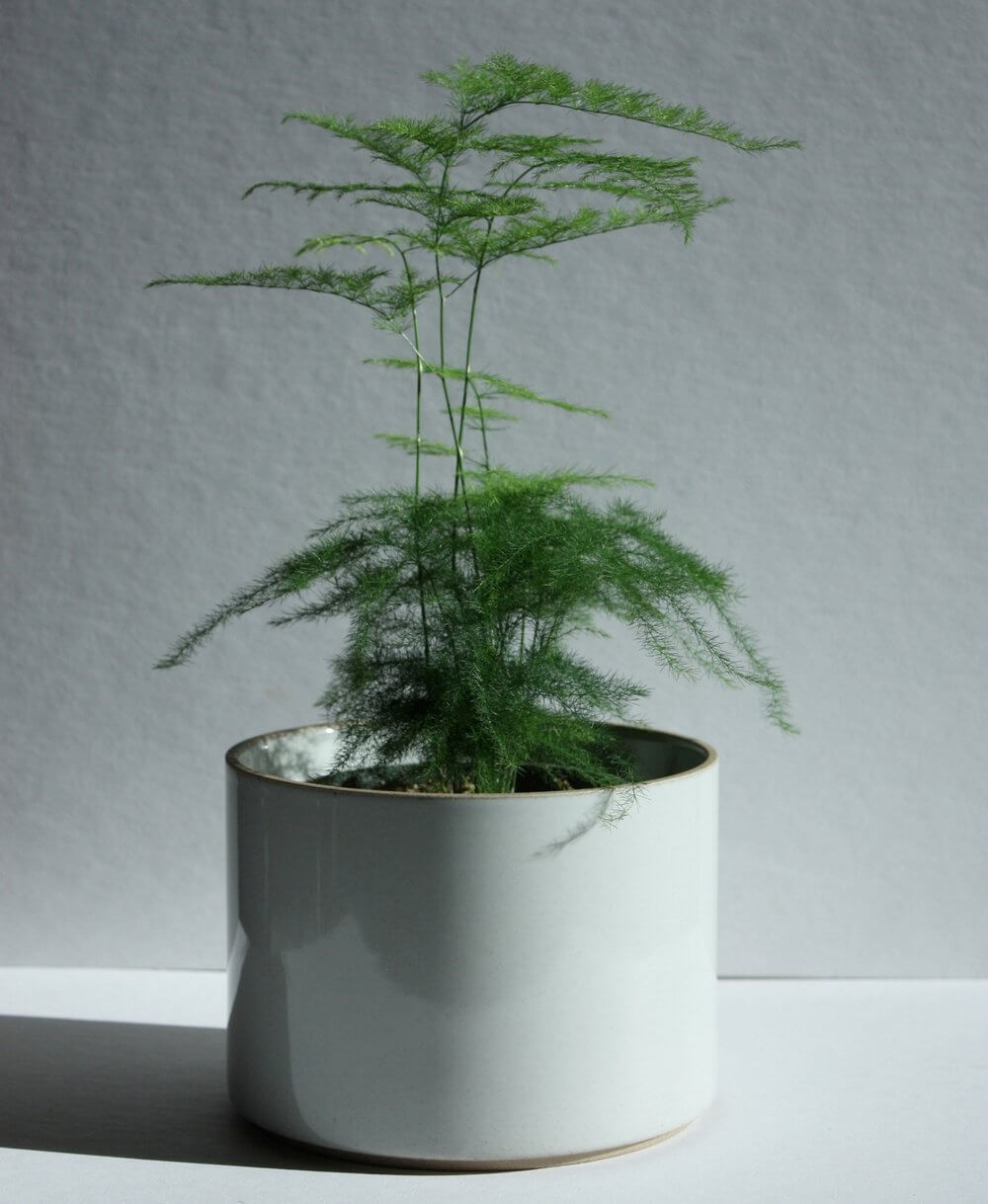 Hasami Porcelain Large Planter - Acacia