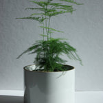Hasami Porcelain Large Planter - Acacia