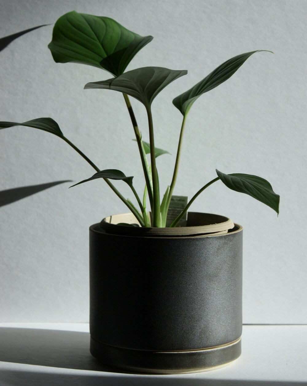 Hasami Porcelain large black planter showcasing green plant, designed for multifunctional use and modern aesthetics.