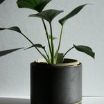 Hasami Porcelain large black planter showcasing green plant, designed for multifunctional use and modern aesthetics.