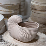 Shell Pot