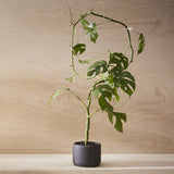 Botany Plant Pot, Small - Black