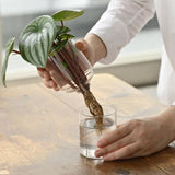 Hario Glass Flower Vase