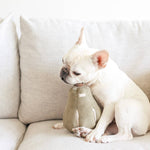 french bulldog chewing gourd