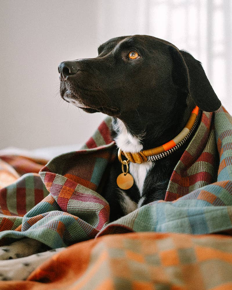 Black dog with a colorful collar wrapped in a plaid blanket