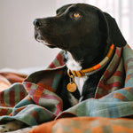 Black dog with a colorful collar wrapped in a plaid blanket