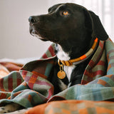 Black dog with a colorful collar wrapped in a plaid blanket