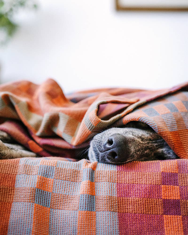 Dog peeking out from under a plaid blanket on a couch