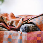 Dog peeking out from under a plaid blanket on a couch