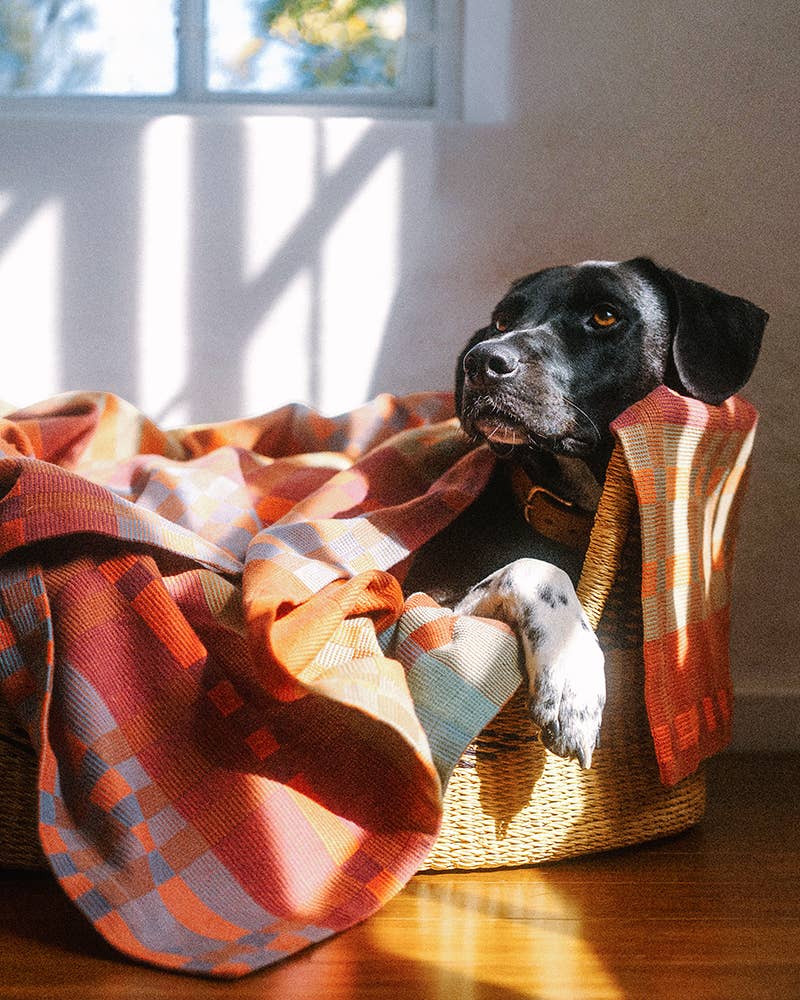 Dog lying in a basket with a plaid blanket in a sunlit room
