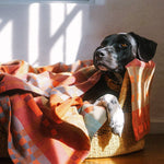 Dog lying in a basket with a plaid blanket in a sunlit room
