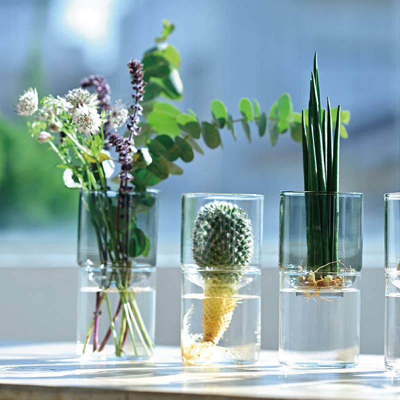 Clear glass vases with plants and flowers on a blurred natural background