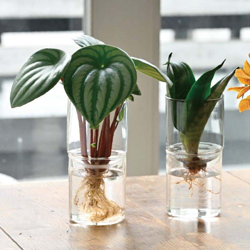 Two small  plants with roots in clear glasses on a wooden surface with a blurred background.
