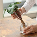 Person lifting a plant from a glass container on wooden surface.