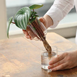 Person lifting a plant from a glass container on wooden surface.