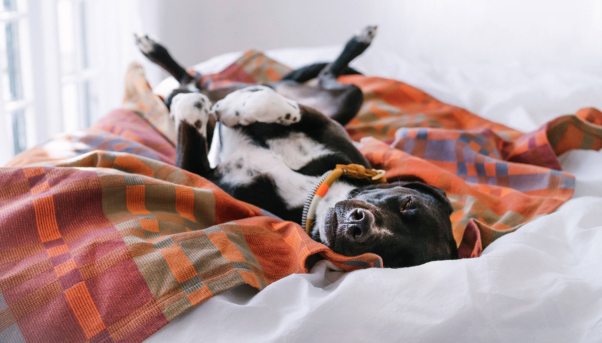Dog lying on a bed with a plaid blanket