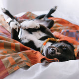 Dog lying on a bed with a plaid blanket