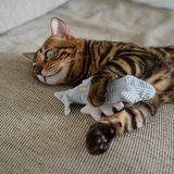 Lambwolf Collective, KITTY TROUT