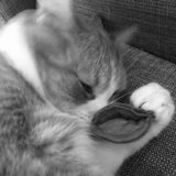 La Pasta Di Gatto Organic Catnip Tortellini 