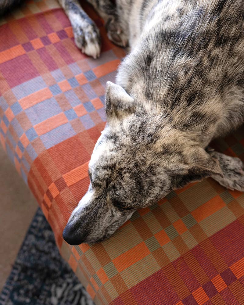 Dog lying on a colorful patterned surface