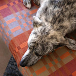 Dog lying on a colorful patterned surface