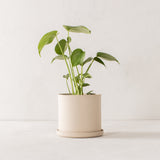 Sand Stoneware Planter 6" - AS-IS