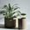 Hasami Porcelain Small Planter - Acacia