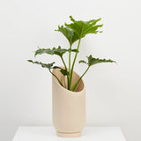 Capra Summit Planters
