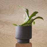 Botany Plant Pot, Large - Black