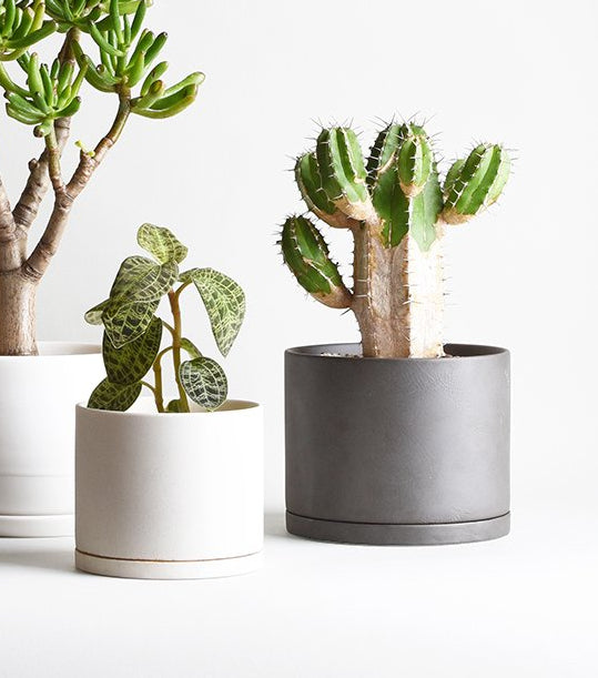 Grouping of two Kinto pots - large dark grey and medium light grey - with plants potted - against a white background.