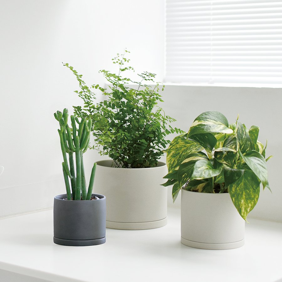 Grouping of three Kinto plant pots - large light grey, medium light grey, and small dark grey -- on a white countertop in a bright room with a window. Each pot has a different plant potted in it.